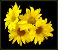 Daisies