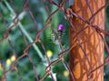 Fence Attraction