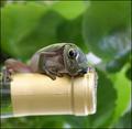 wine frog