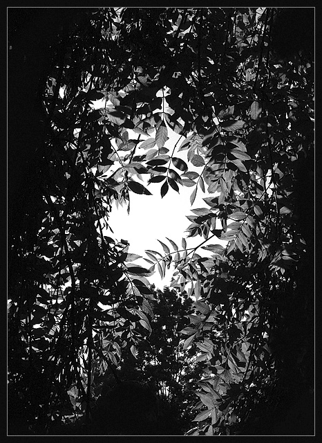 Sky Light