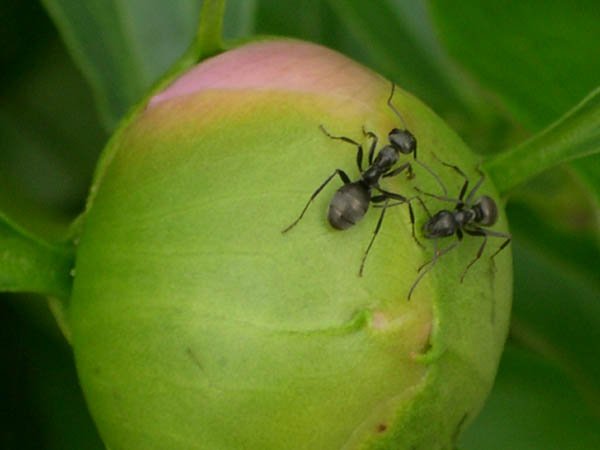 Birth of a Peony