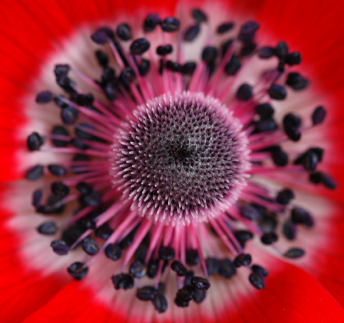 anemone