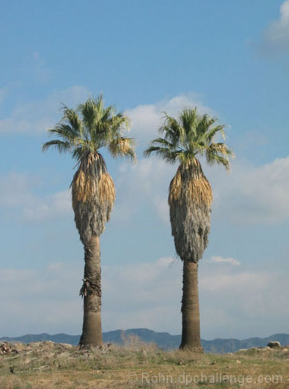 Palms