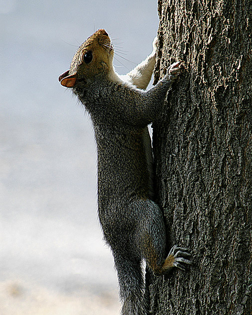 Squirrel