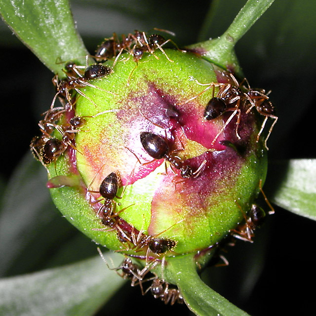  Peony Helpers