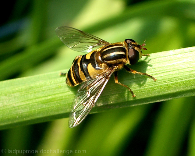 Hover Fly