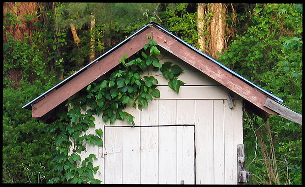 Shed