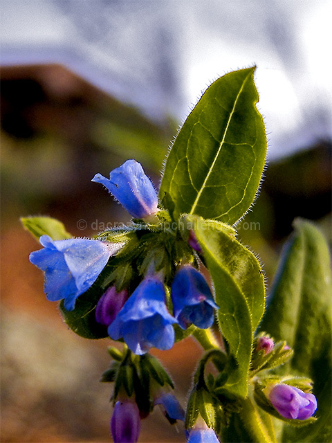 Mountain BlueBells