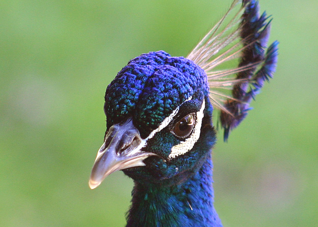 Mr. Peacock