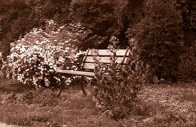 Forgotten Bench