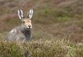 The stare of a Mountain Hare