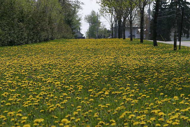 Bad habit of nature: Dandelions in spring !