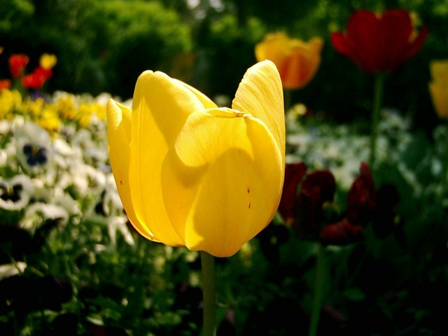 Yellow Tulip