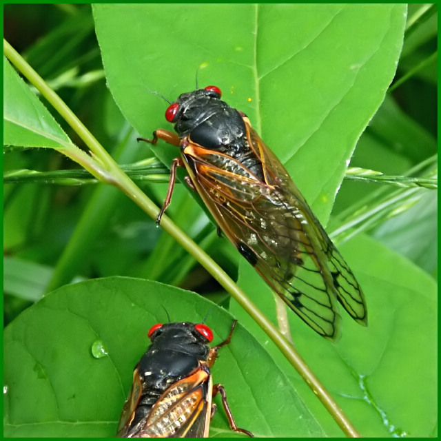 in the habit of showing up every 17 years, brood X cicadas