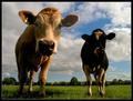 Curious Cows