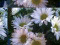 Puzzled Daisy's
