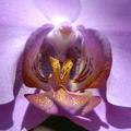 Looking down the throat of an orchid