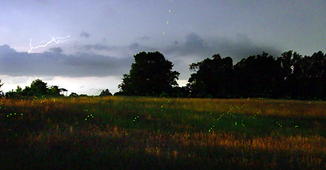 Evening Summer Storm & Fireflies