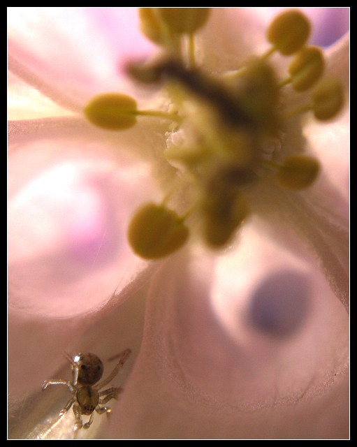Predator in the Pollen