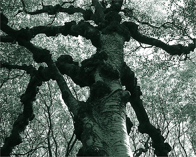 Knobbly Tree - Duotone