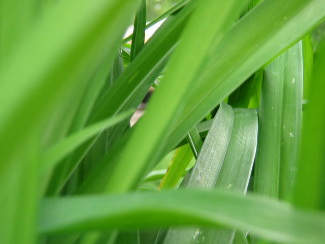 Through The Grass