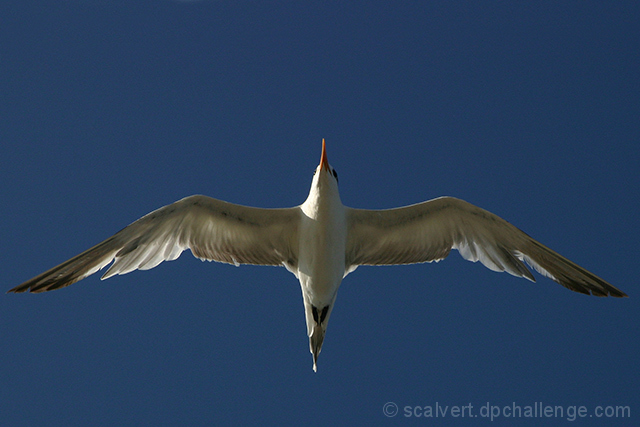 Bird's-Thigh View