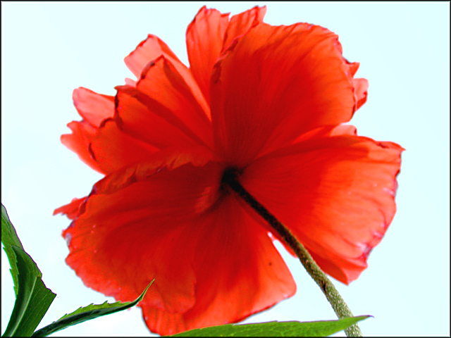 Poppy viewed from below