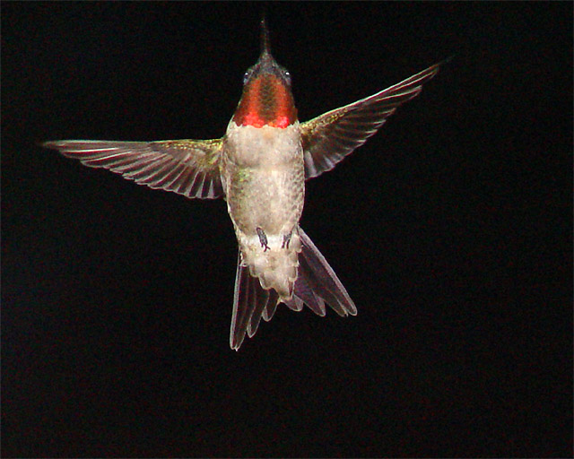 Hummingbird at Night