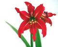 A Nice Red Flower