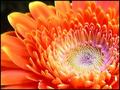 Flower with sunlight & blue halogen glow