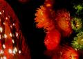 Illuminated Everlasting Flowers