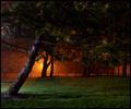 The sleeping pinetree