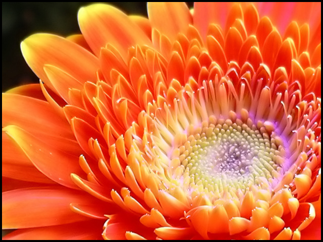 Flower with sunlight & blue halogen glow
