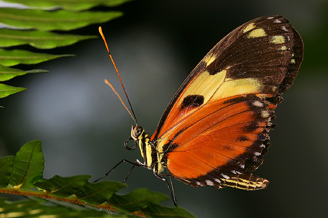 Lepidoptera