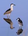 Black Crowned Night Herons with breeding plumage