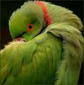 Parrot