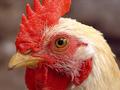 A Rooster's Stare