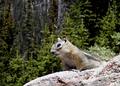Chipmonk