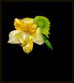 "Exotic Beauty"