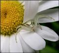 Thomisidae - Misumena Vatia