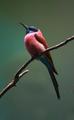 Perched