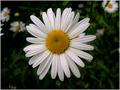 Daisy