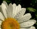 Daisy covered with morning dew