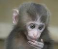 Baby Japanese Snow Macaques