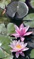 Water Lilies