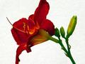 Red Day Lily 2