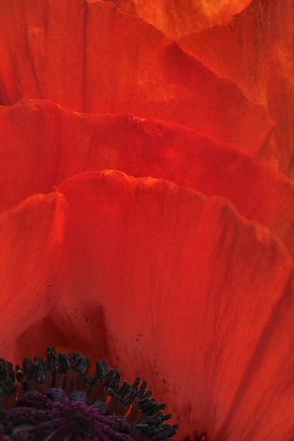 Poppy forever