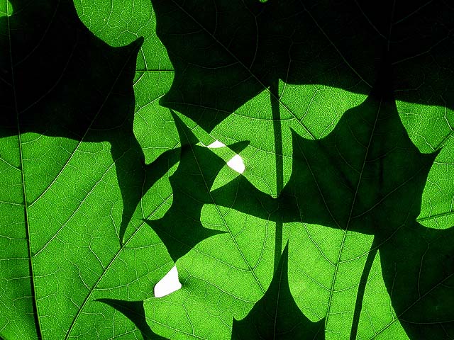 Leaf Abstract