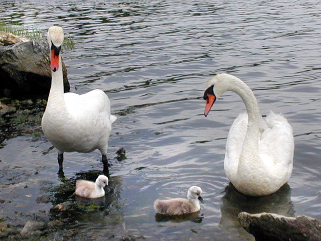 Family of Swans