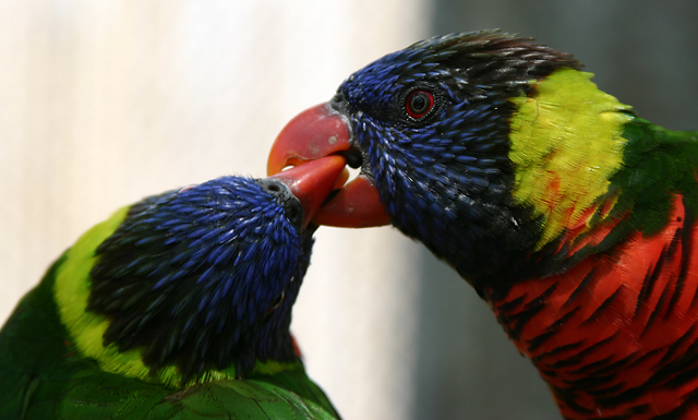 Learning The French Kiss